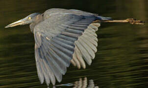 Humblot's Heron