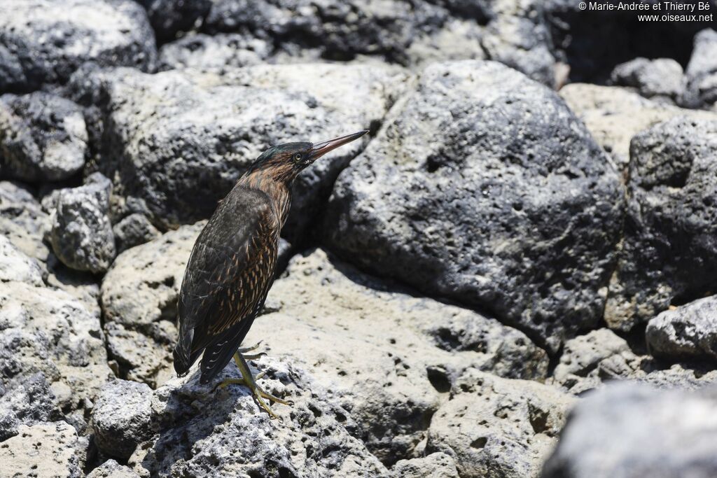 Héron des Galapagos