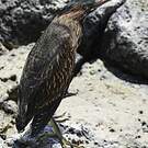 Héron des Galapagos