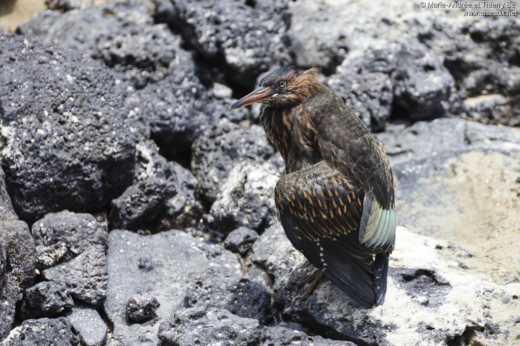 Héron des Galapagos