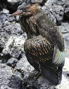 Lava Heron