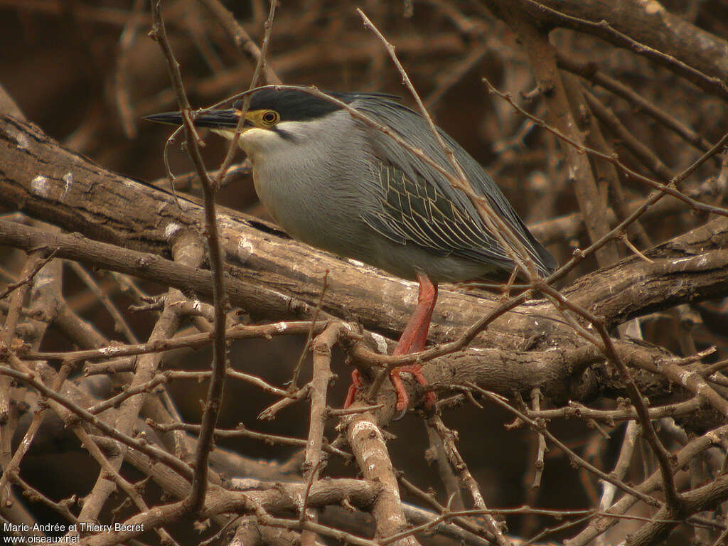 Héron des mangroves