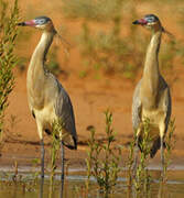 Whistling Heron