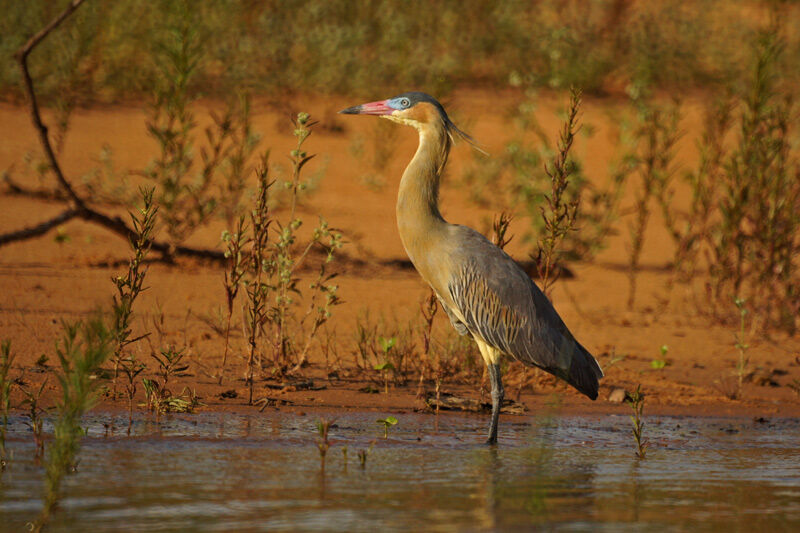 Whistling Heron