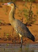 Whistling Heron