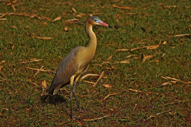 Whistling Heron