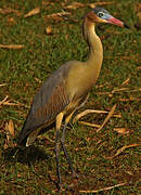 Whistling Heron