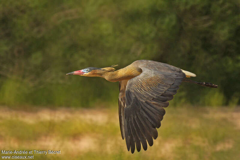 Whistling Heronadult, Flight