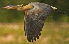 Whistling Heron