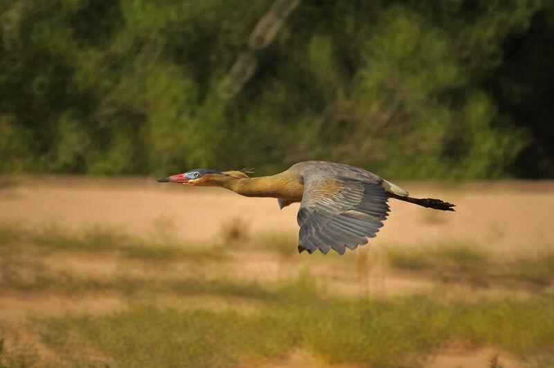 Whistling Heron