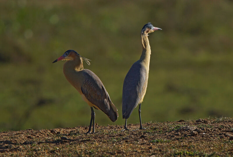 Whistling Heronadult