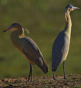 Whistling Heron