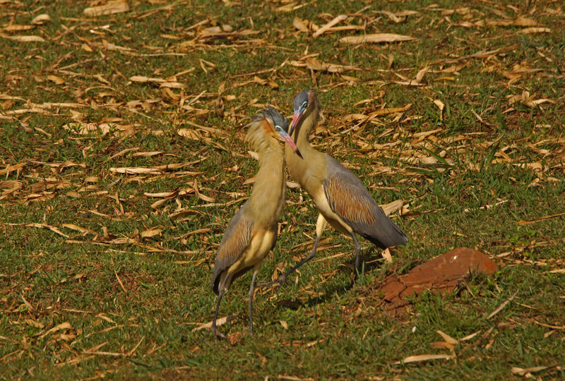 Whistling Heron