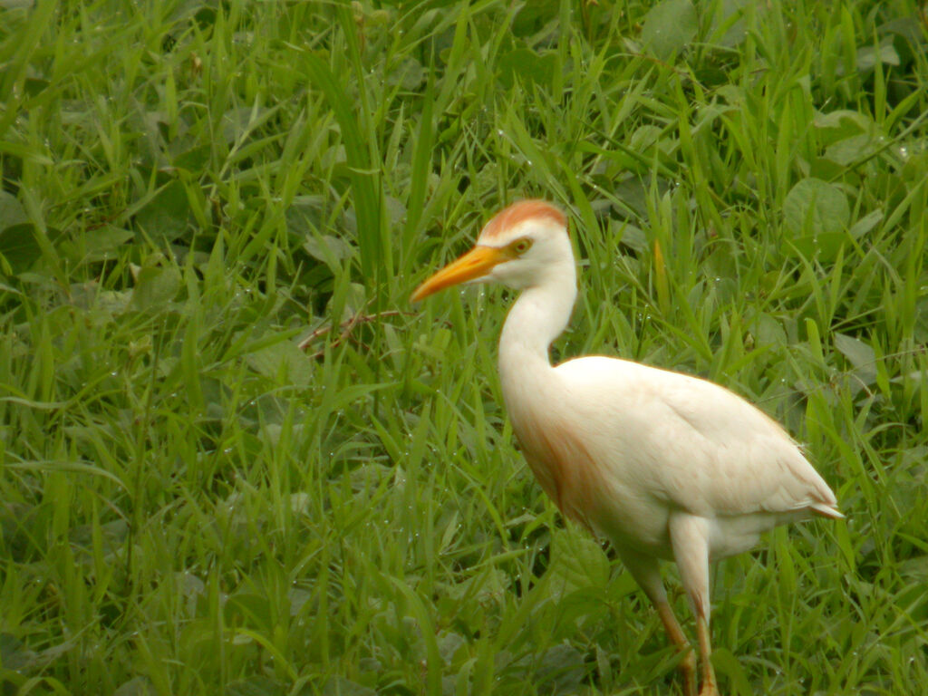 Western Cattle Egret