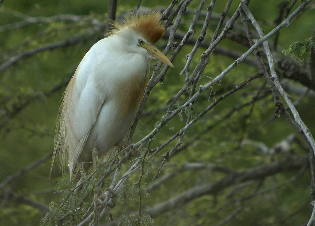 Western Cattle Egret