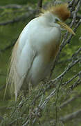 Western Cattle Egret