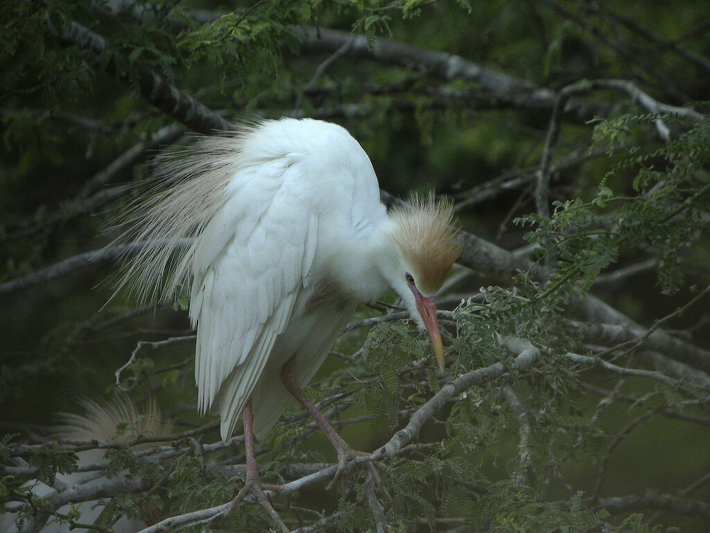 Western Cattle Egret