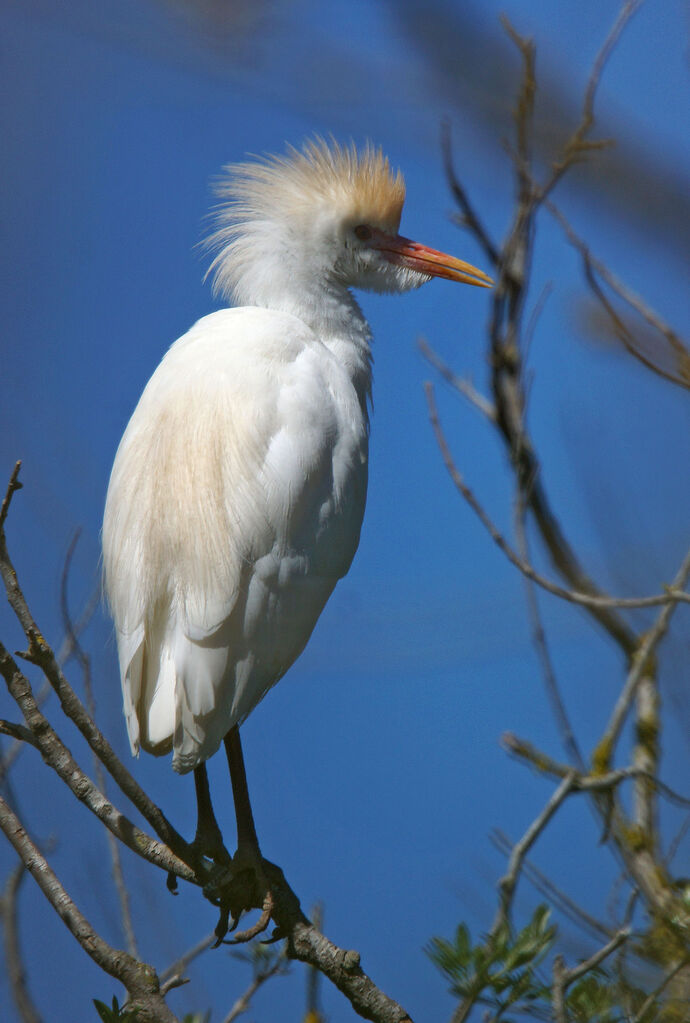 Western Cattle Egret