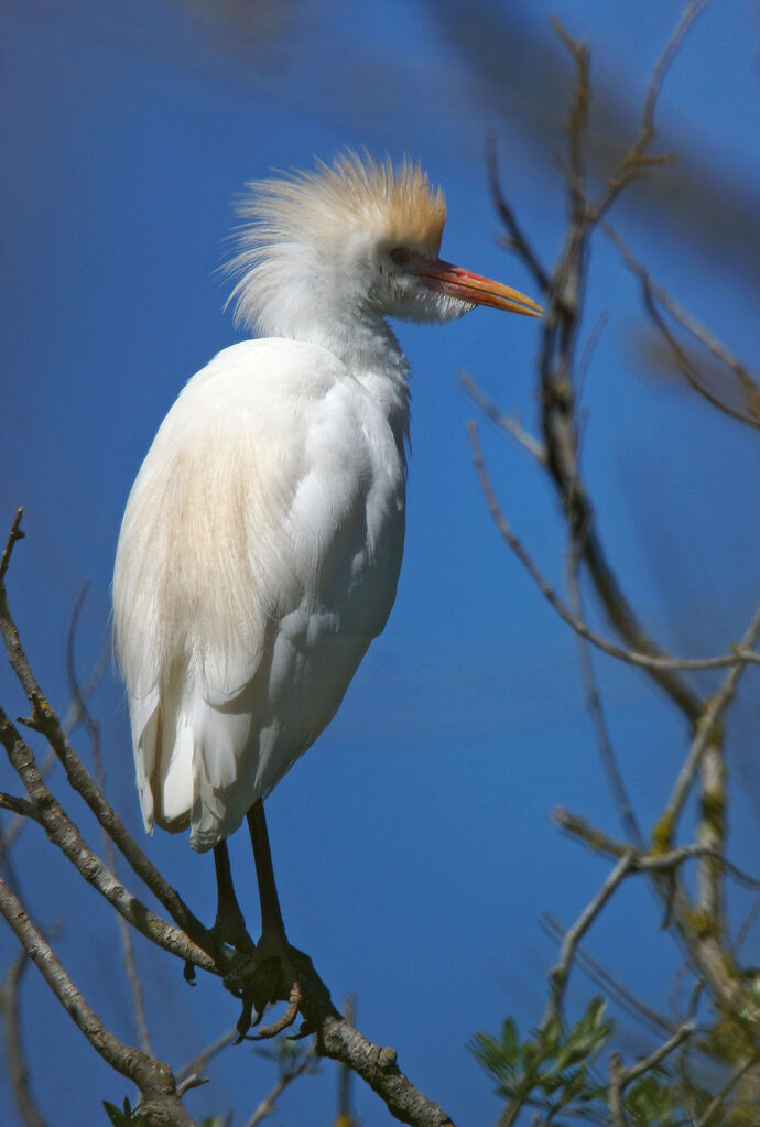 Western Cattle Egret