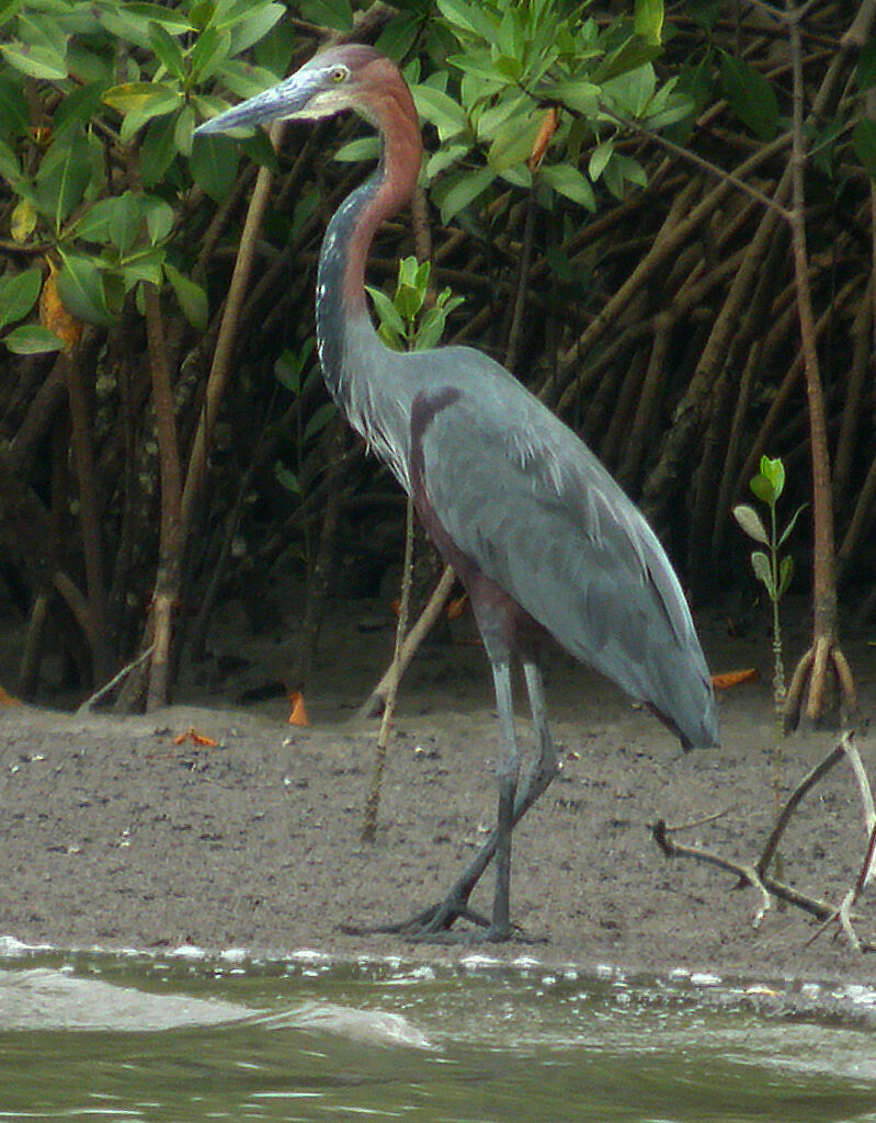 Goliath Heron