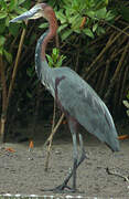 Goliath Heron