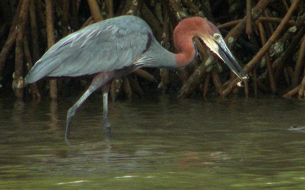 Goliath Heron