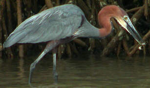 Goliath Heron