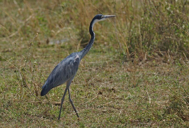 Black-headed Heron