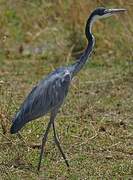 Black-headed Heron