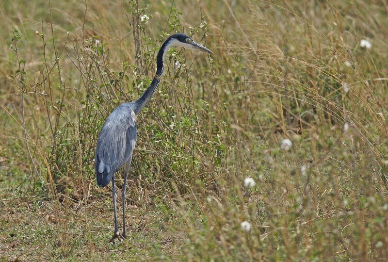 Black-headed Heron