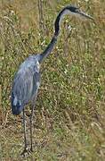 Black-headed Heron