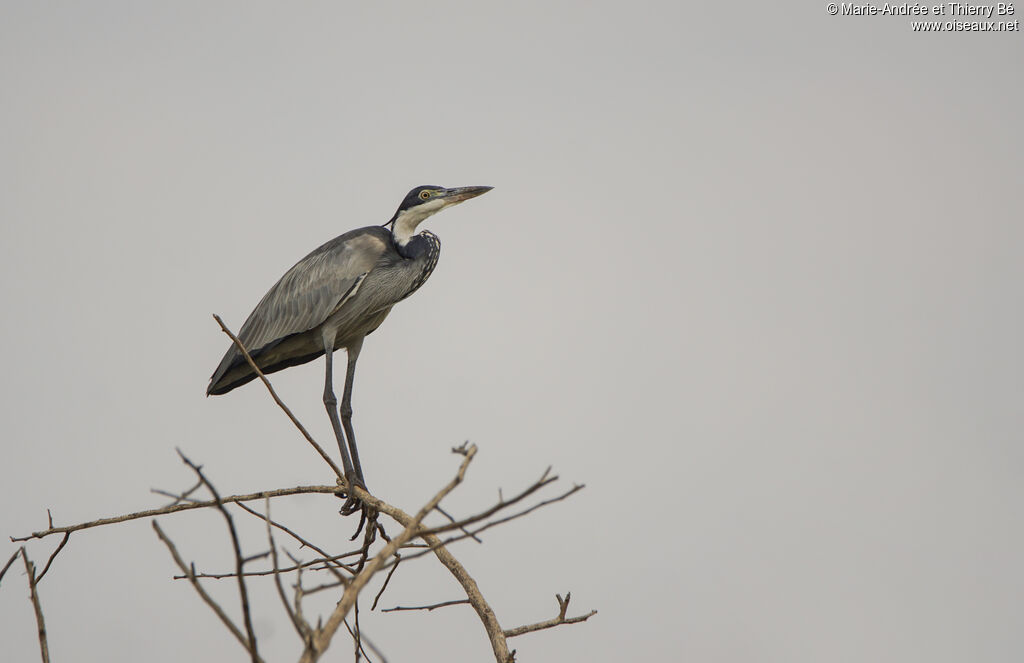 Black-headed Heron