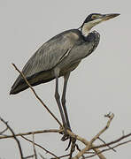 Black-headed Heron