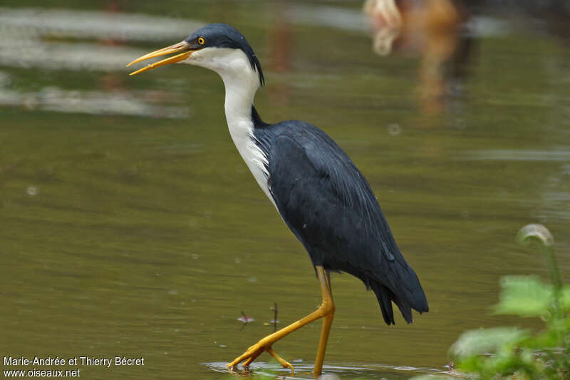 Pied Heronadult, identification