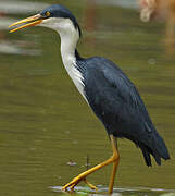 Pied Heron