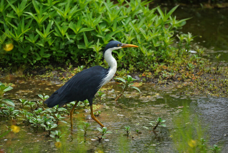 Pied Heronadult, identification