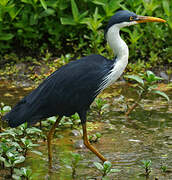 Pied Heron