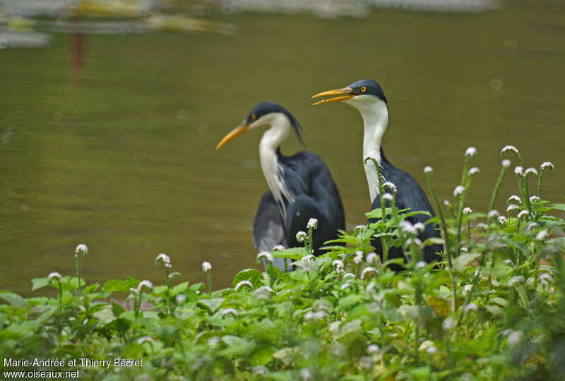 Pied Heronadult, Behaviour