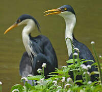 Pied Heron