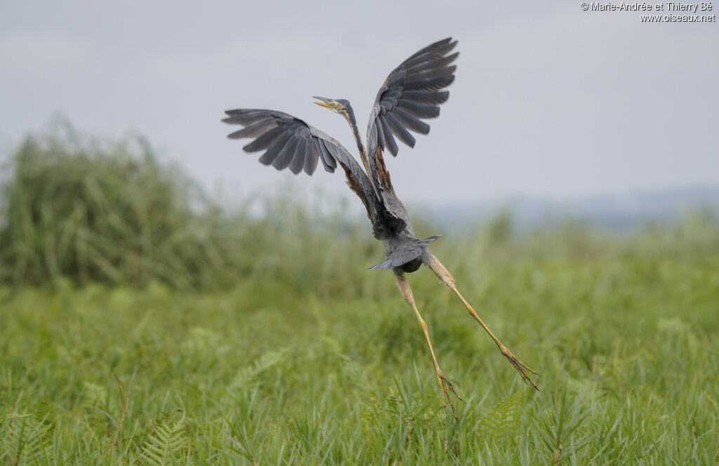 Purple Heron