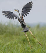 Purple Heron