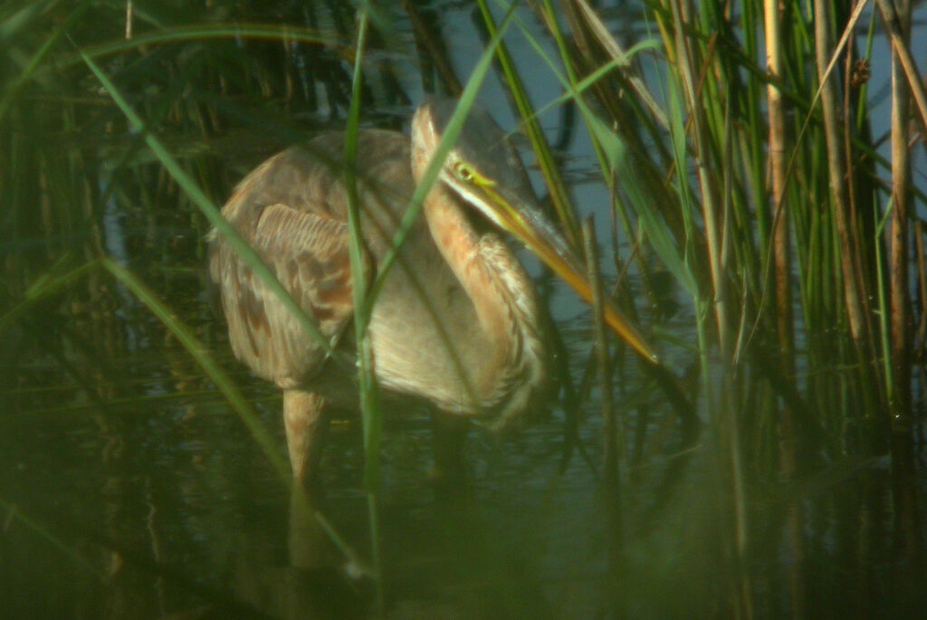 Purple Heron