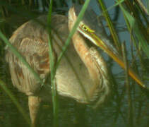 Purple Heron