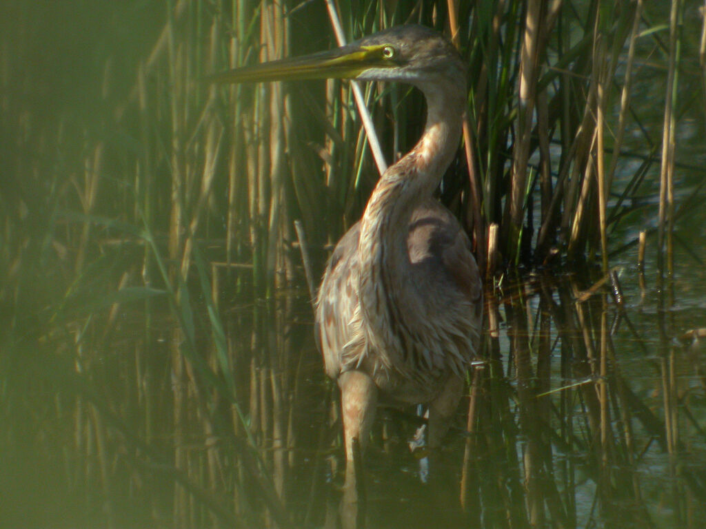 Purple Heron