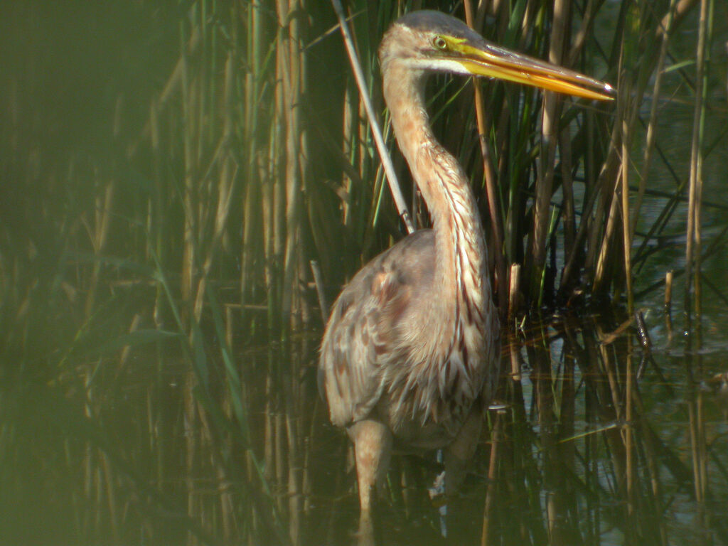 Purple Heron