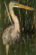 Purple Heron