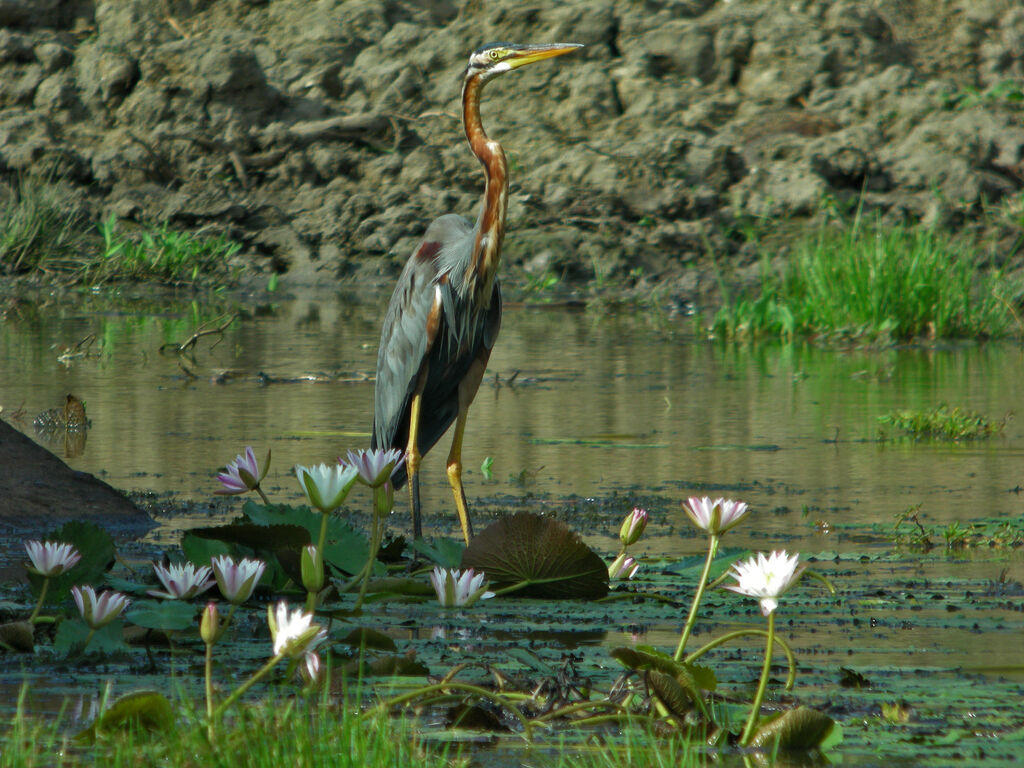 Purple Heron