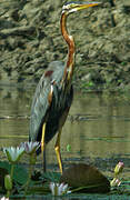 Purple Heron