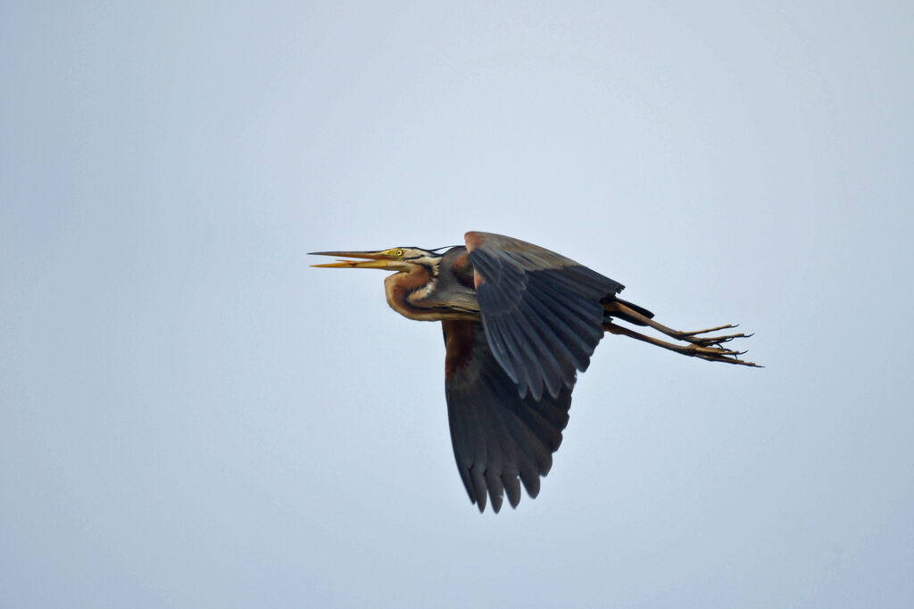 Purple Heron