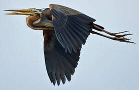 Purple Heron